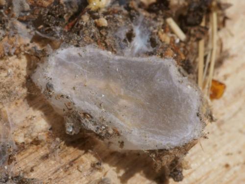 Cheiracanthium sp.