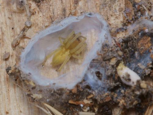 Cheiracanthium sp.