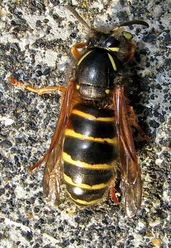 Dolichovespula norwegica