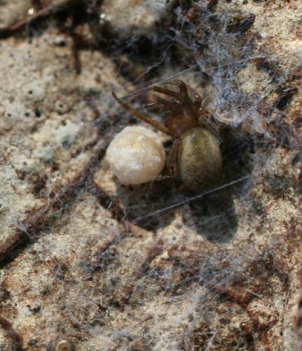 Amaurobius sp.