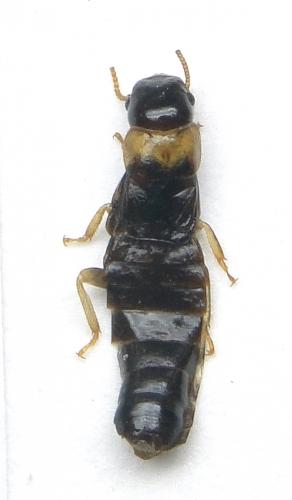 Kalotermes flavicollis