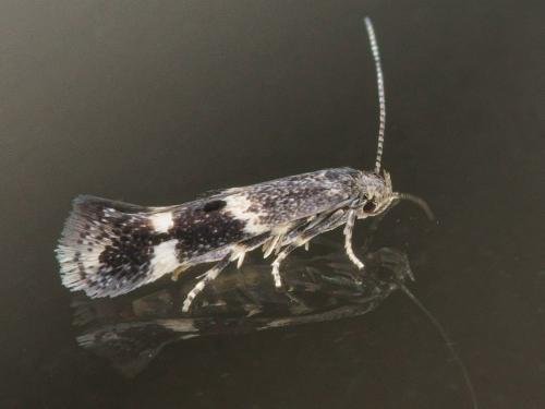 Elachista consortella