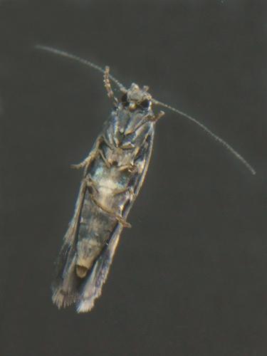 Elachista consortella