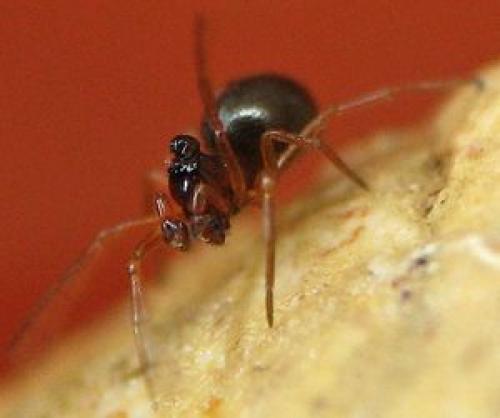 Réf. 97 327 : Hybocoptus corrugis