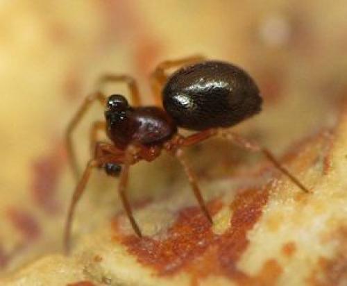 Réf. 97 328 : Hybocoptus corrugis