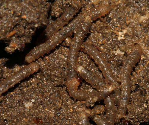 Bibio sp.