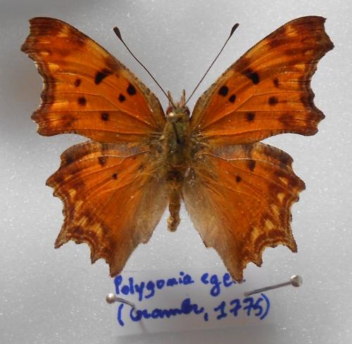 Polygonia egea