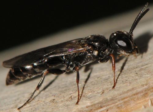 Passaloecus corniger
