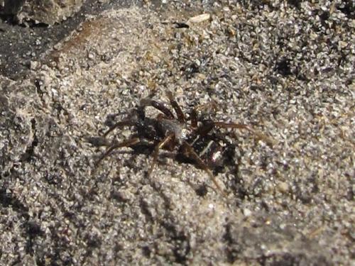 Micaria sp.
