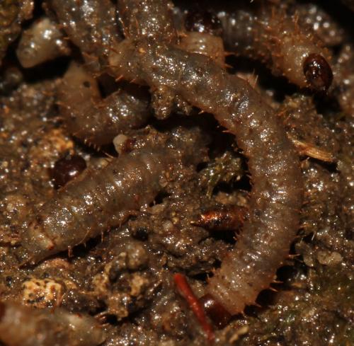 Bibio sp.