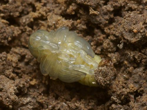 Donus sp.