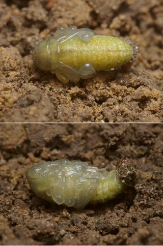Donus sp.