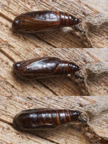 Xanthorhoe fluctuata