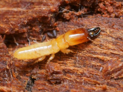 Réf. 97 372 : Kalotermes flavicollis