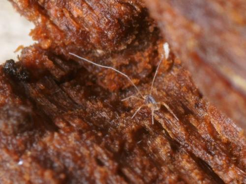 Réf. 97 152 : Linopodes sp.