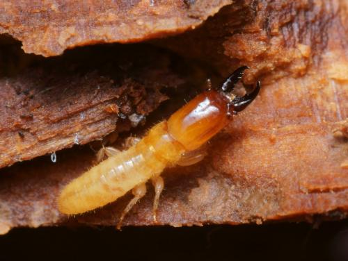 Kalotermes flavicollis