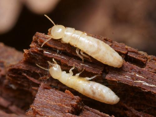 Kalotermes flavicollis