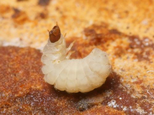 Réf. 97 160 : Malthinus pseudobiguttatus
