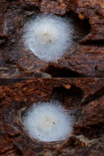 Réf. 97 692 : Anamastigona pulchella