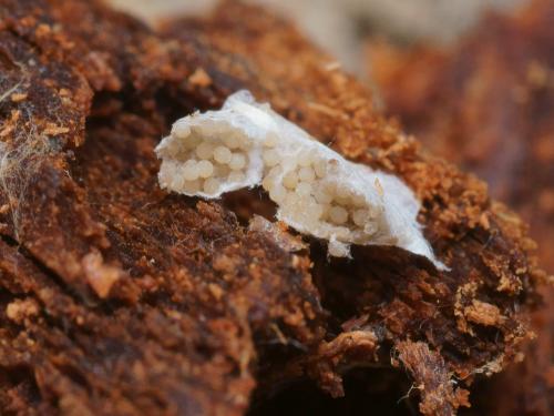 Réf. 97 694 : Anamastigona pulchella