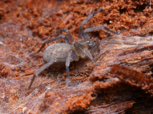 Tegenaria sp.