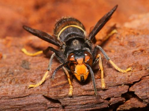Vespa velutina