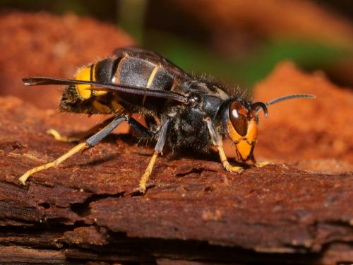 Vespa velutina