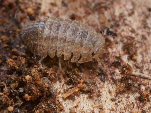 Helleria brevicornis