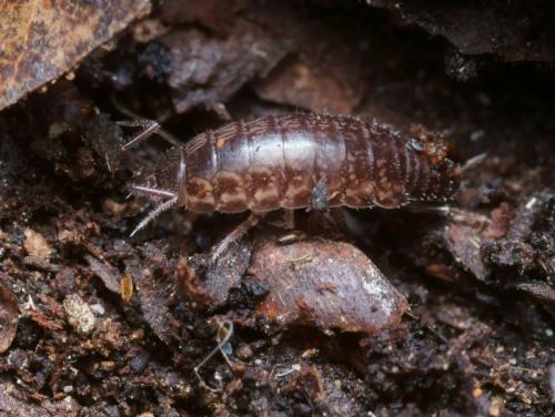Chaetophiloscia sicula