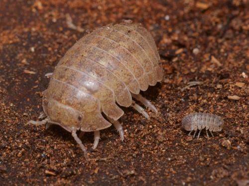 Helleria brevicornis
