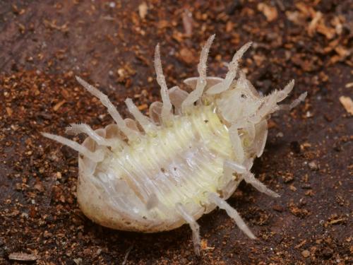 Réf. 97 951 : Helleria brevicornis