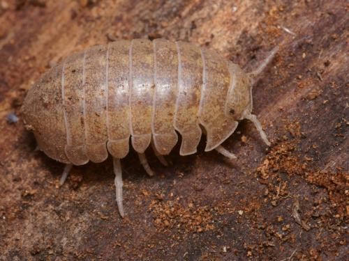 Helleria brevicornis