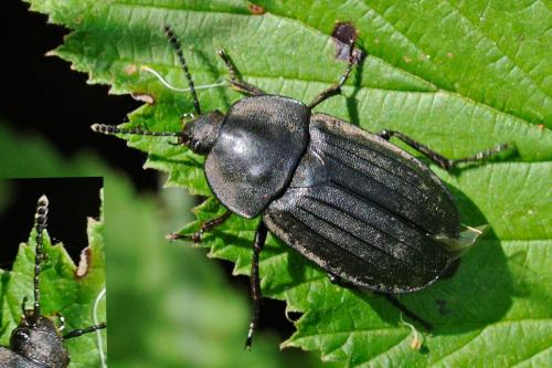 Réf. 97 051 : Silpha tristis