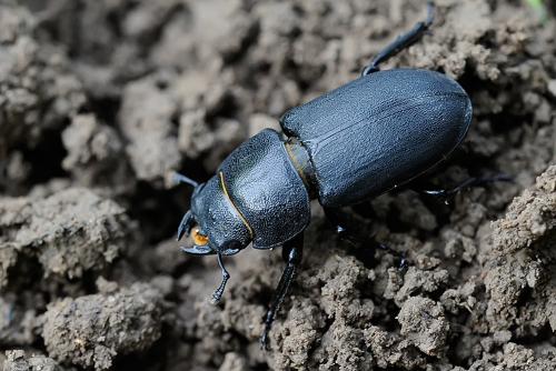 Réf. 97 040 : Dorcus parallelipipedus