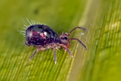 Dicyrtomina ornata
