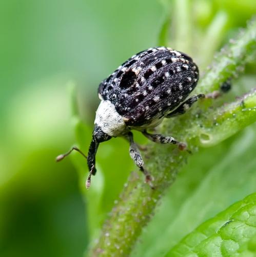 Réf. 97 794 : Cionus scrophulariae