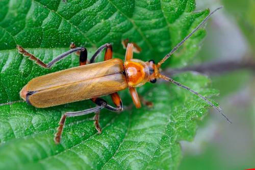 Réf. 97 681 : Cantharis livida