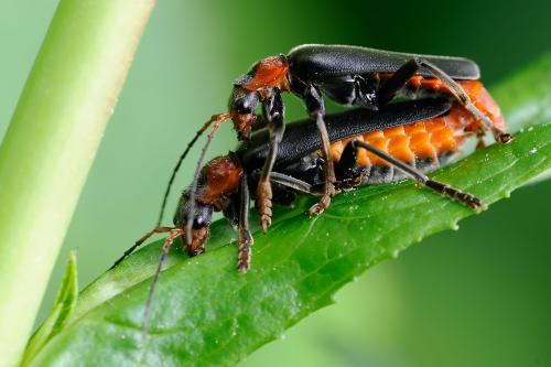 Cantharis fusca