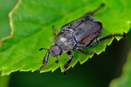 Hoplia sp.