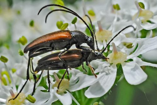 Réf. 97 079 : Stenurella melanura