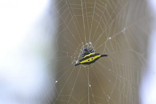 Réf. 97 990 : Gasteracantha sp.