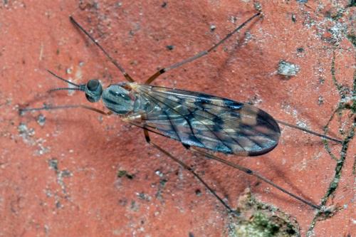 Sylvicola sp.