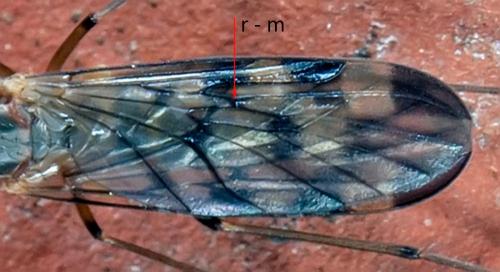 Sylvicola sp.