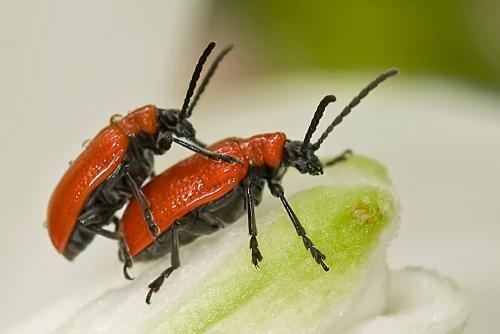 Réf. 97 111 : Lilioceris lilii