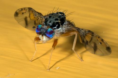 Réf. 97 027 : Ceratitis capitata