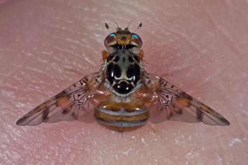 Réf. 97 026 : Ceratitis capitata