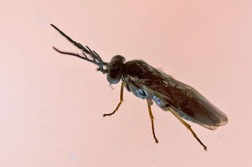 Cladius pectinicornis