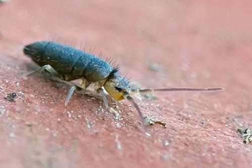 Tomocerus minor