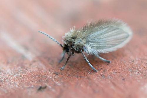 Psychoda sp.