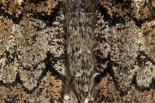Réf. 97 457 : Biston strataria